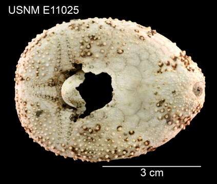 Image of <i>Brachysternaster chesheri</i> Larrain (1985)