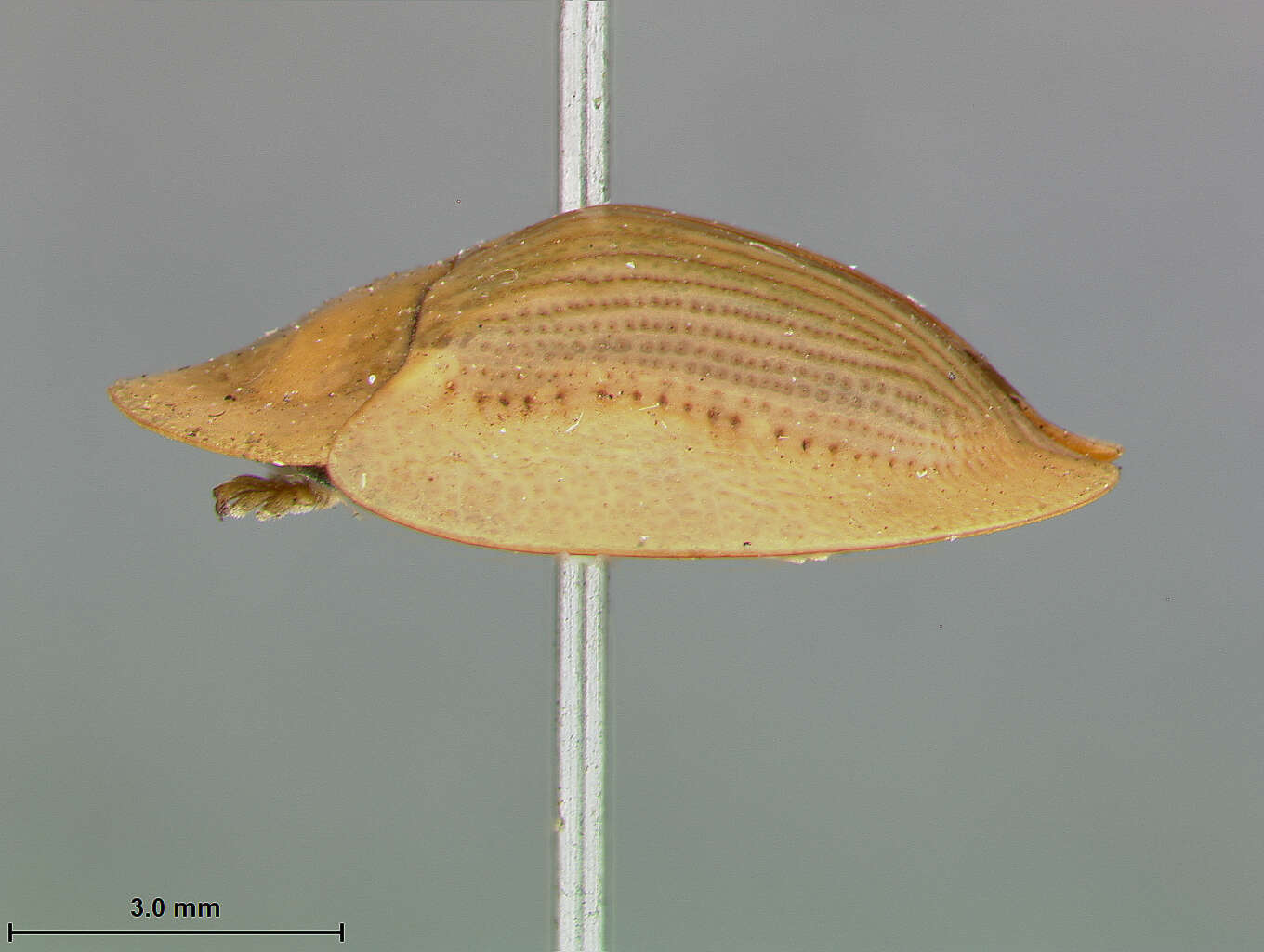 Image of Cassida (Crepidaspis) strumosa (Spaeth 1915)