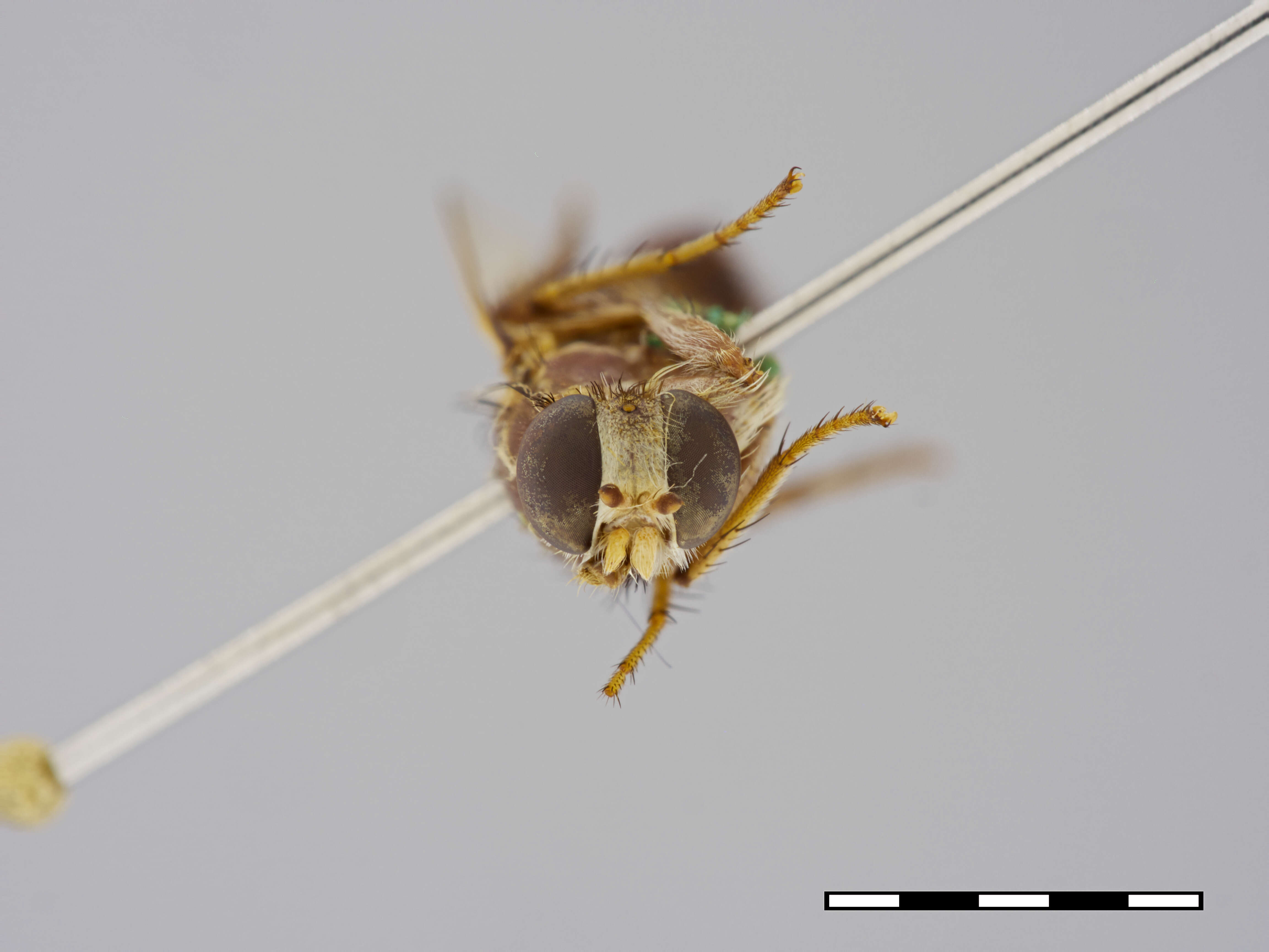 Image of Apiocera monticola Artigas 1970