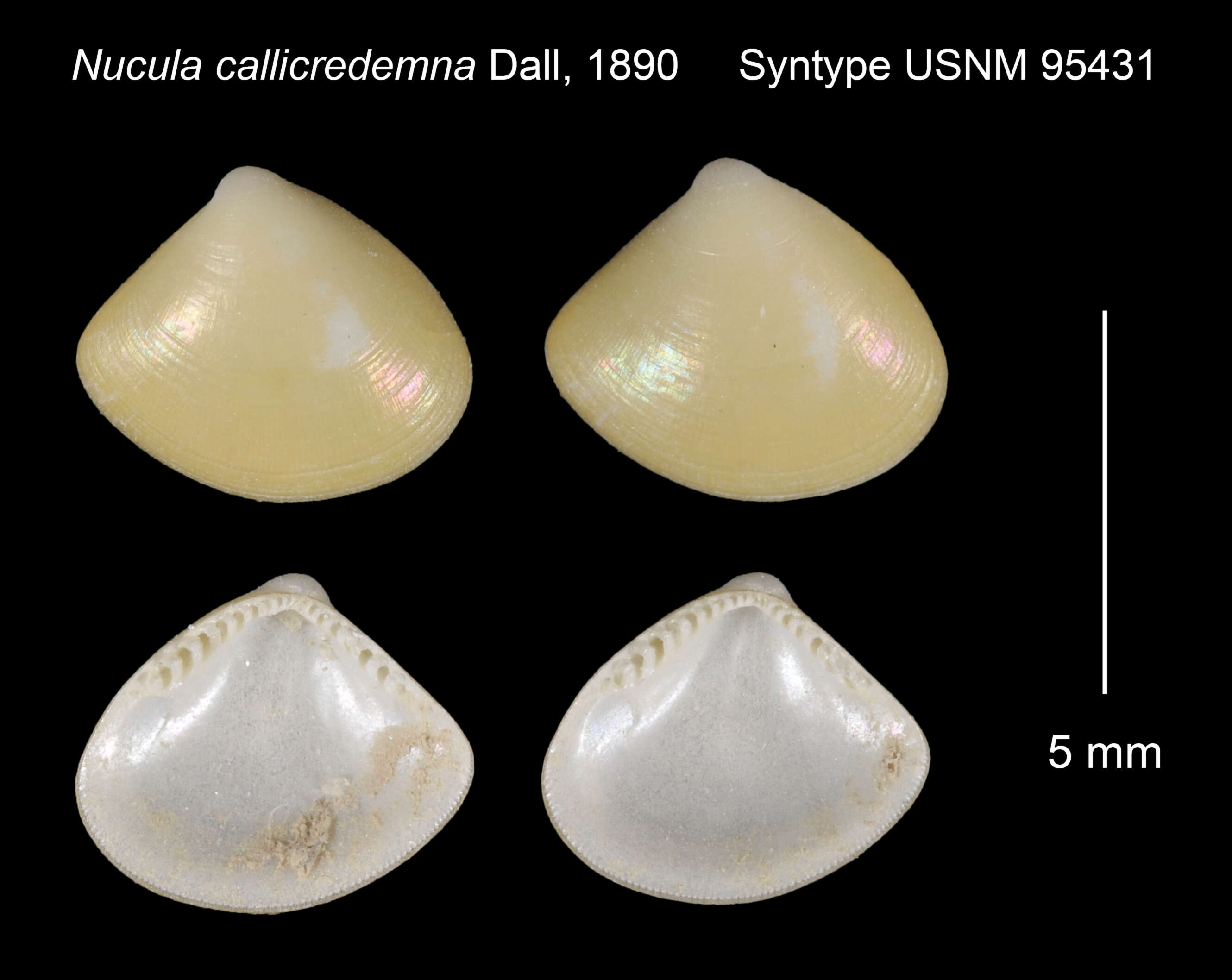 Image de Nucula callicredemna Dall 1890