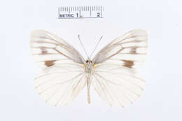 Image of Pieris melete Ménétriès 1857