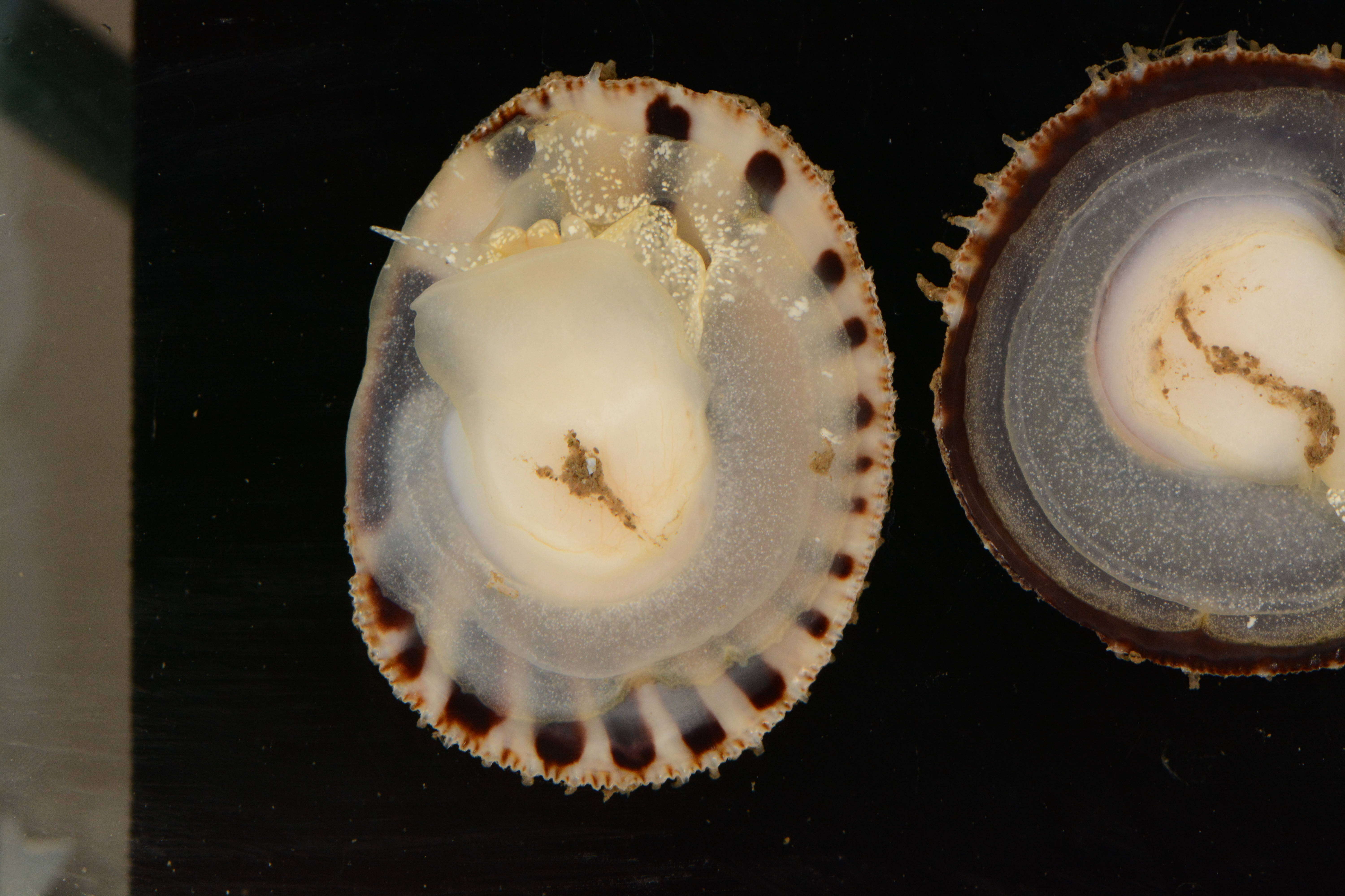 Image of Spiny cup and saucer shell