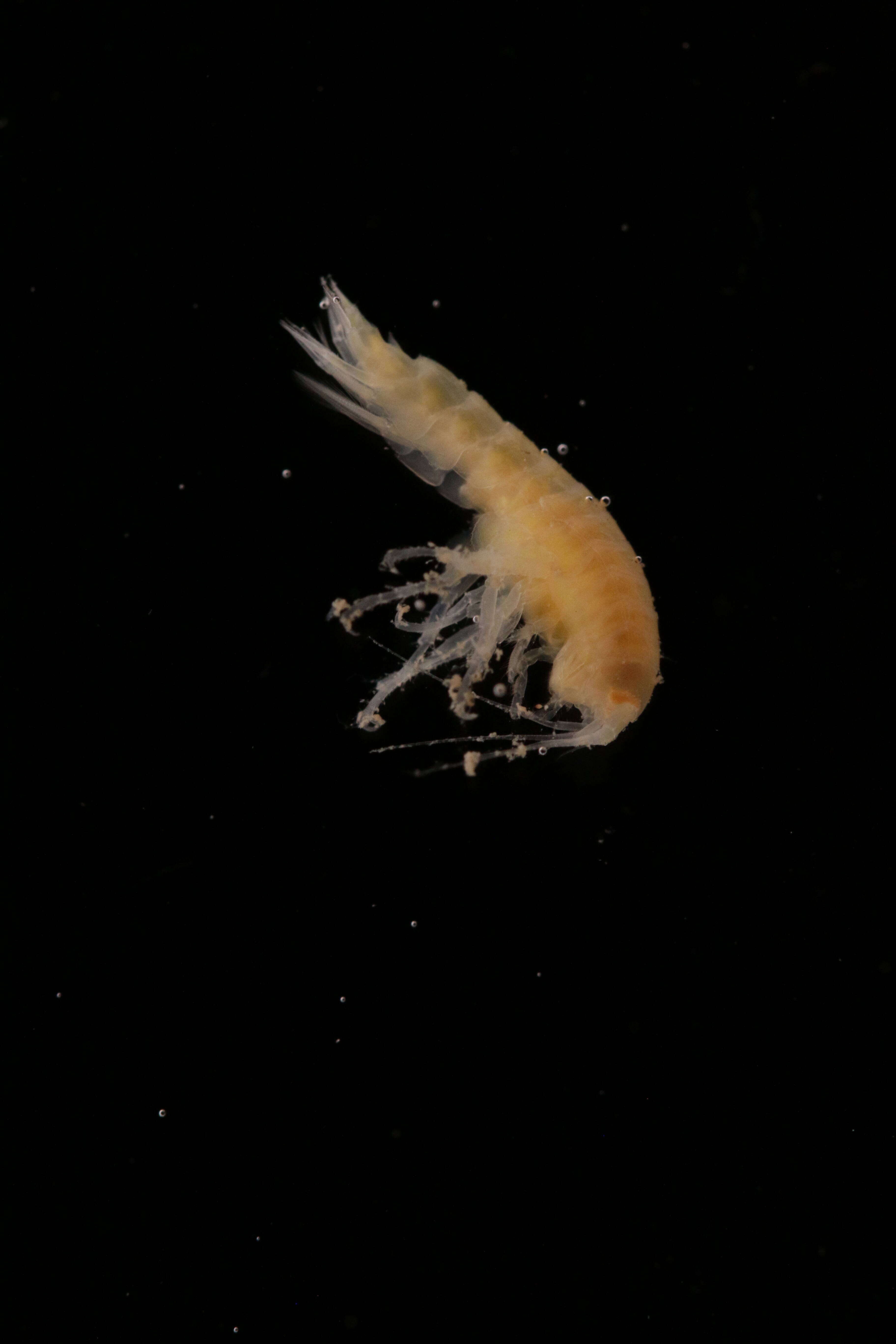 Image of Amphipoda