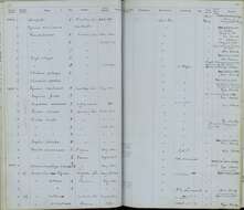 Image de Catharus minimus minimus (Lafresnaye 1848)