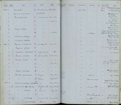 Image de Catharus minimus minimus (Lafresnaye 1848)