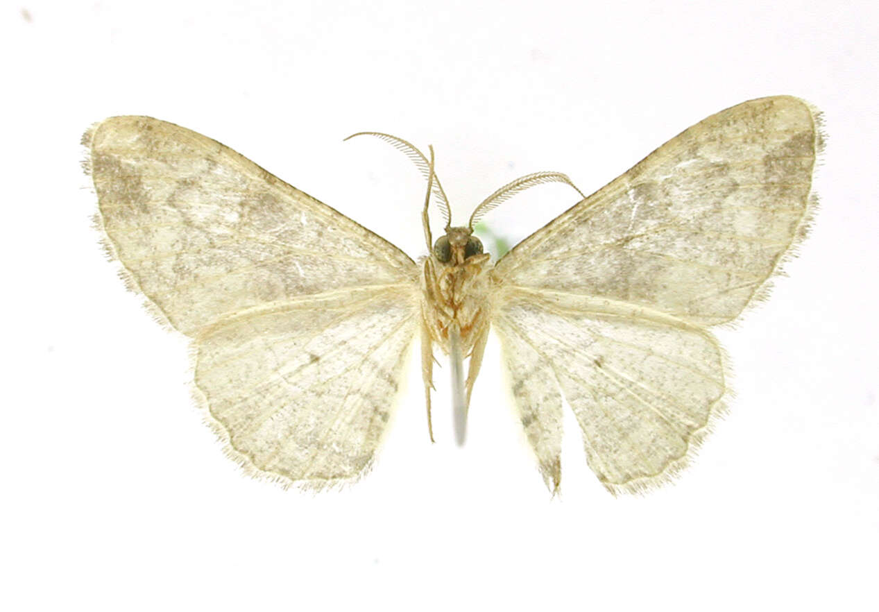 Image of Boarmia giacria Schaus