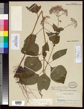 Plancia ëd Ageratina altissima (L.) R. King & H. Rob.