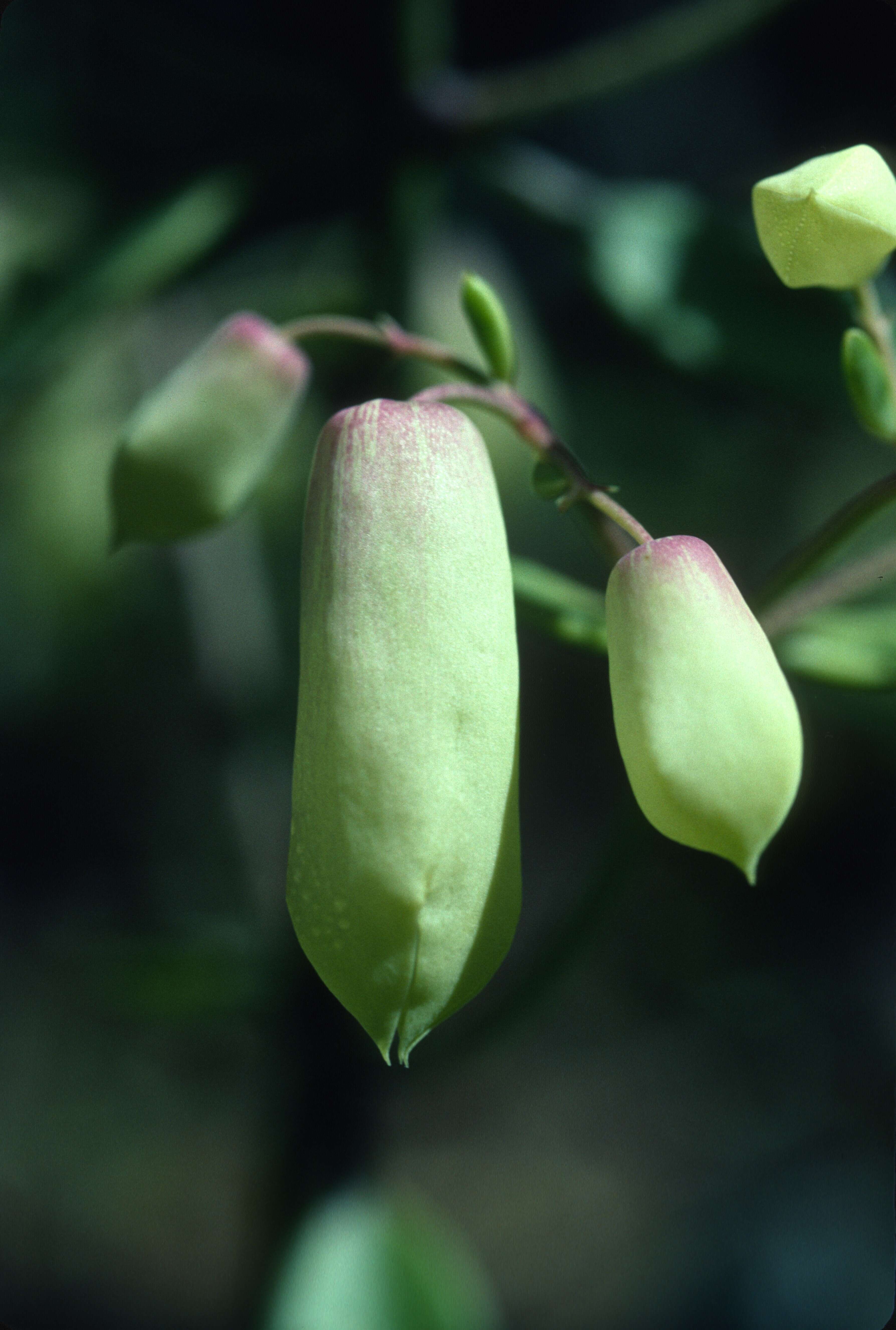 Kalanchoe pinnata (Lam.) Pers. resmi