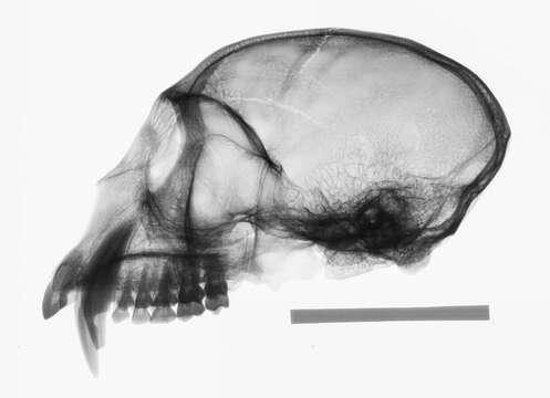 Слика од Cercopithecus cephus (Linnaeus 1758)