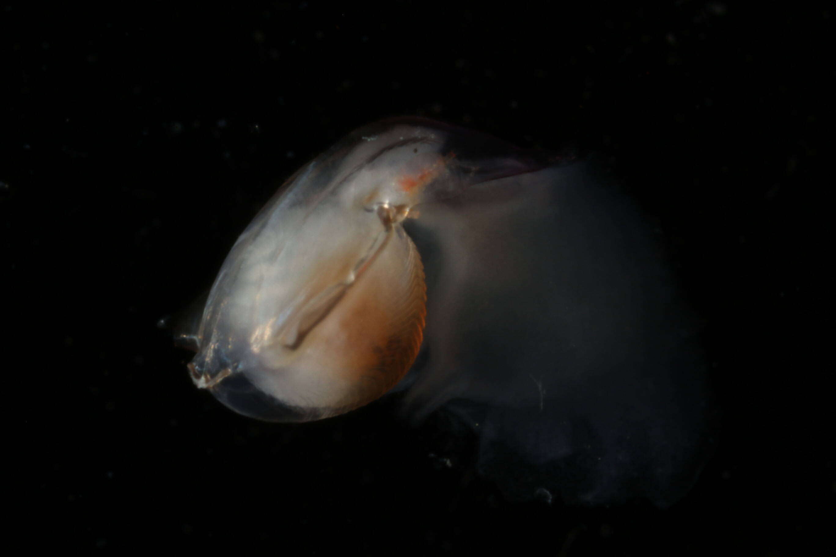 Image of Diacavolinia longirostris (Blainville 1821)