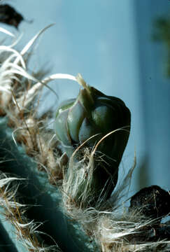 Image of Royen's Tree Cactus