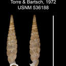 Image of Tetrentodon pipianensis C. de la Torre & Bartsch 1972