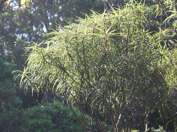 Myrsine linearifolia Hosaka resmi