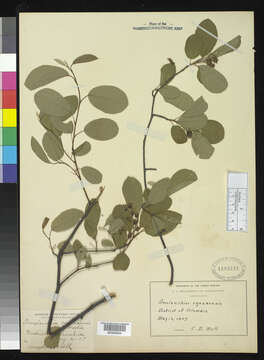 صورة Amelanchier canadensis (L.) Medicus