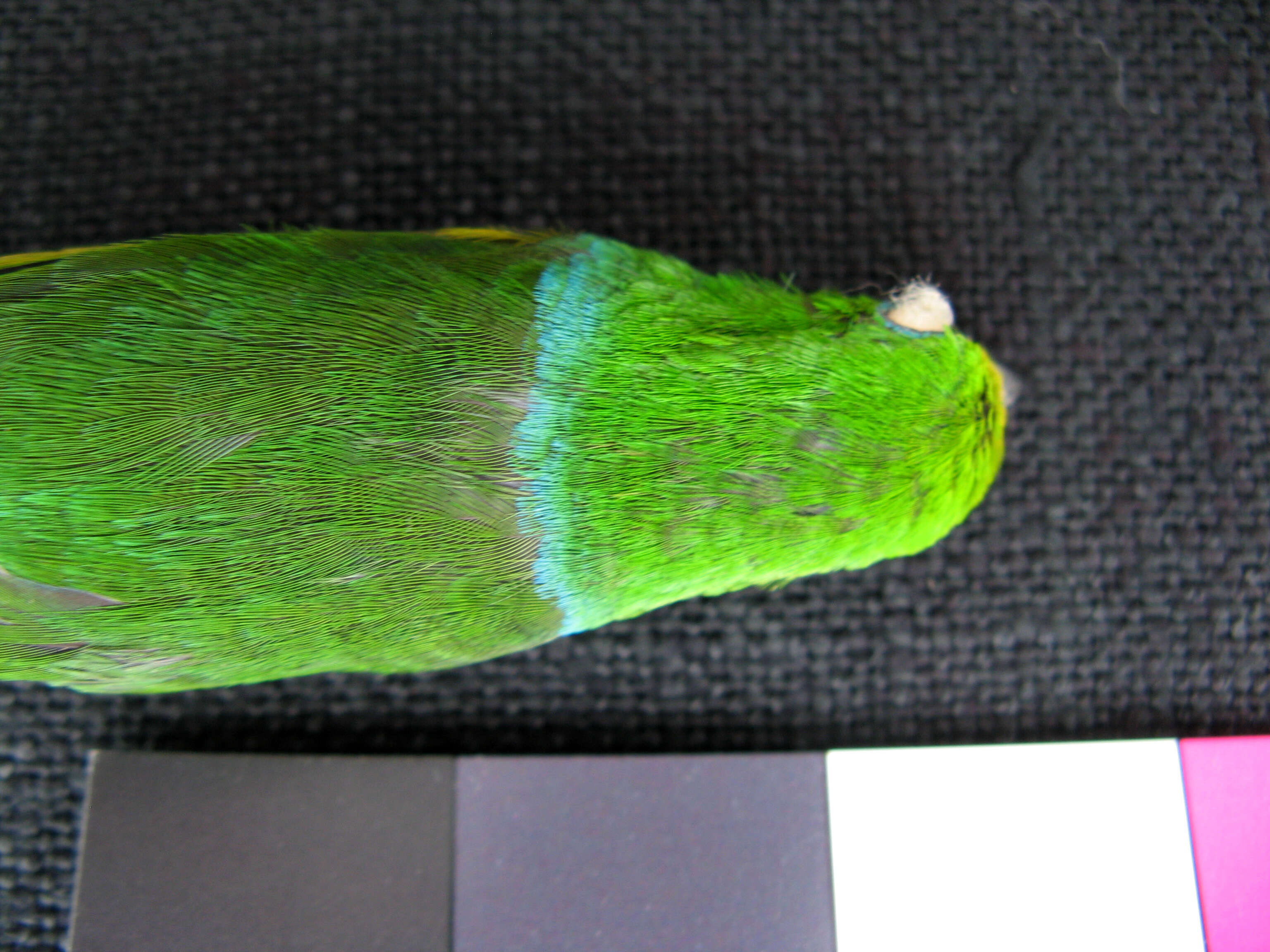 Chlorophonia cyanea psittacina Bangs 1902 resmi