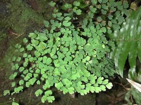 Adiantum raddianum C. Presl resmi