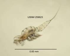 Image of Halicyclops reidae Rocha C. E. F. & Hakenkamp 1993