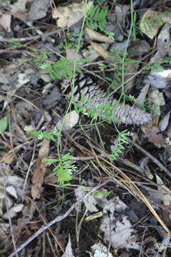 Image of Hairy Tare