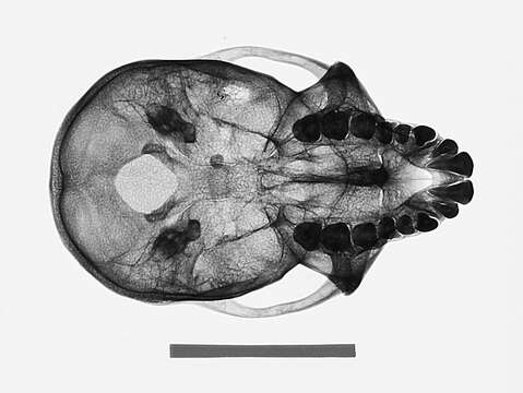 Image of Macaca fascicularis fascicularis (Raffles 1821)