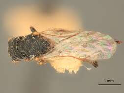 Image of Eurytoma laxitas Bugbee 1941