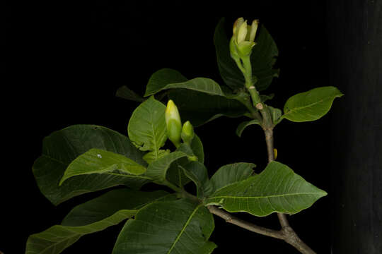 Image de Tabernaemontana odontadeniiflora A. O. Simões & M. E. Endress