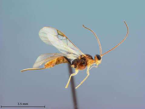 Image of Meteorus argyrotaeniae Johansen 1949