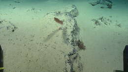 Image of Four-stick Black Coral