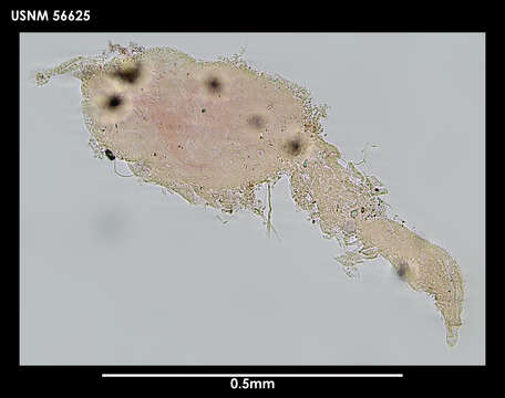 Image of Axiokebuita minuta (Hartman 1967)