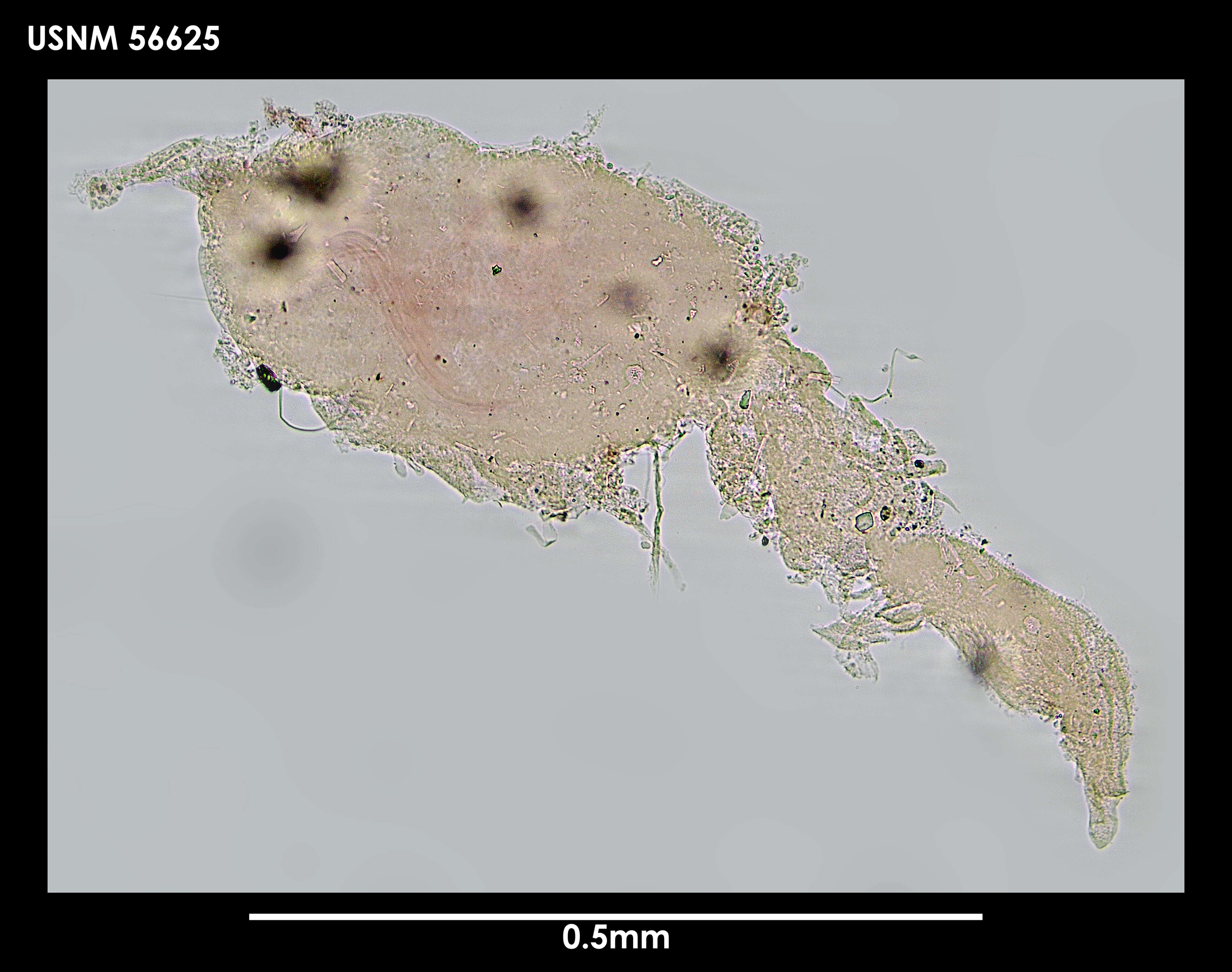 Image of Axiokebuita minuta (Hartman 1967)