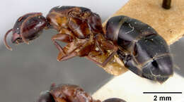 Image of Camponotus fallax (Nylander 1856)