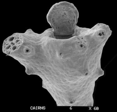 Image of Adelopora pseudothyron Cairns 1982