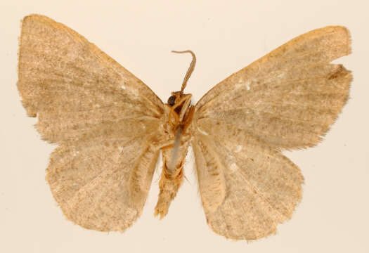 Lobopola plicata Dyar 1916 resmi