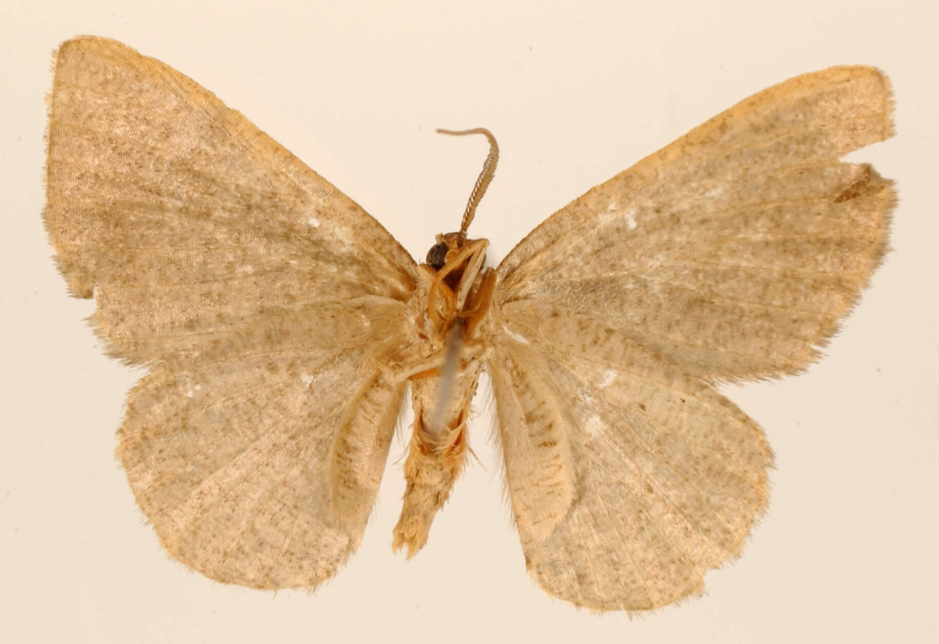 Image of Lobopola plicata Dyar 1916