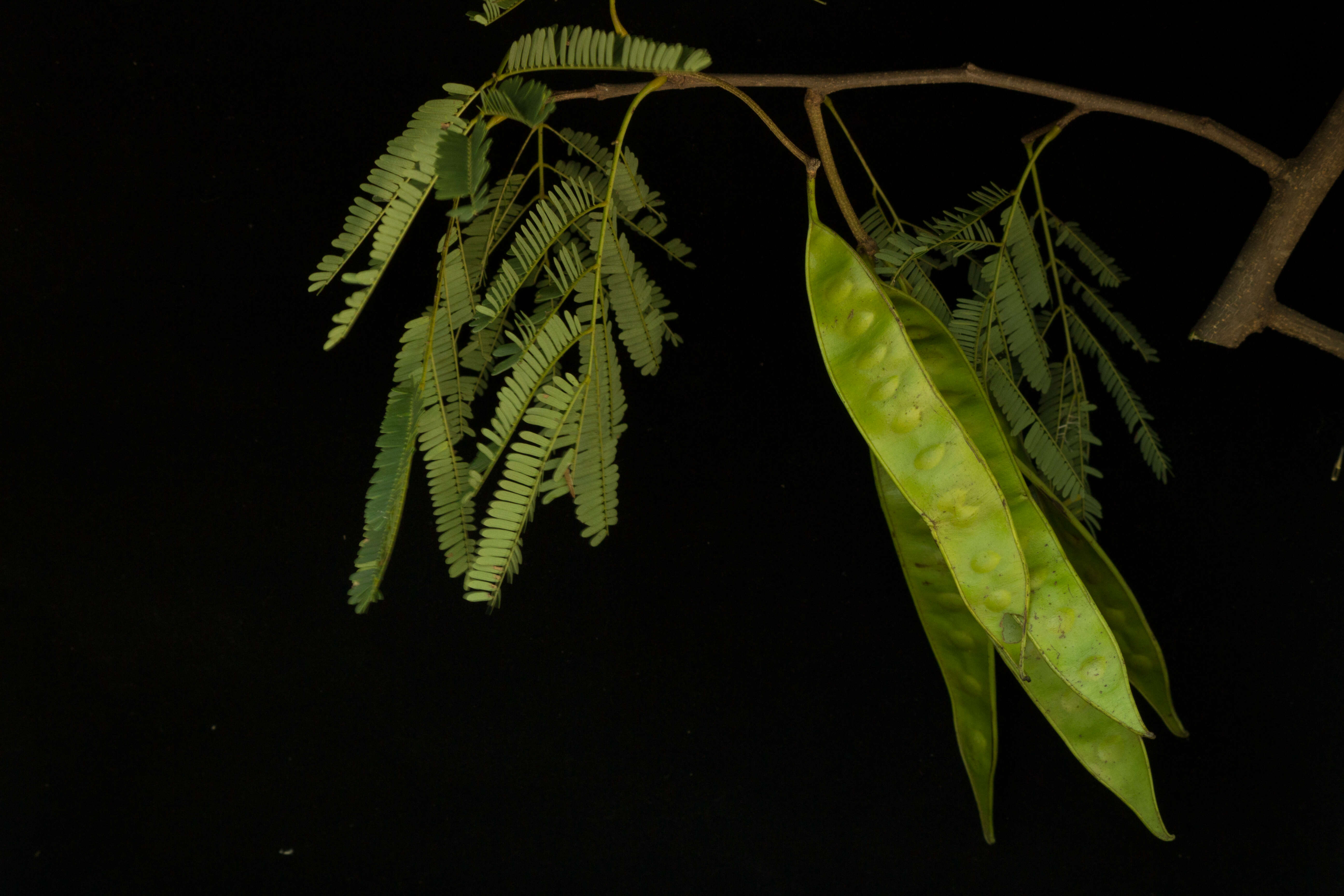 Plancia ëd Lysiloma divaricatum (Jacq.) J. F. Macbr.