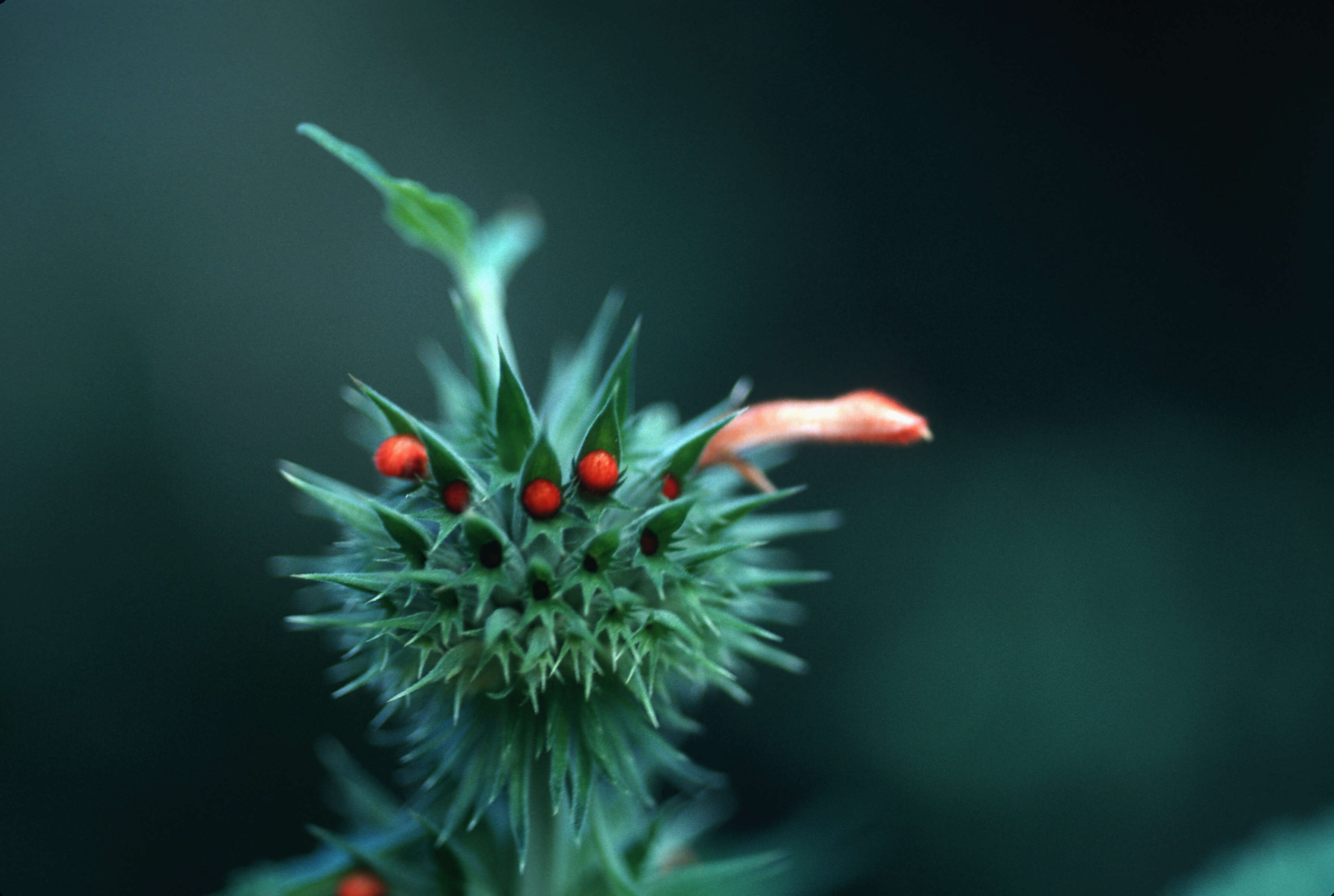 Image of Christmas candlestick