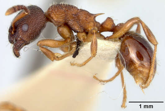 Image of Myrmica brevinodis var. subalpina Wheeler