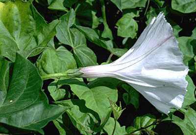 Image of Hawai'i morning-glory