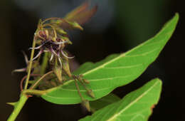 Image of Byttneria rhamnifolia Benth.