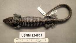 Image of Terrestrial Arboreal Alligator Lizard