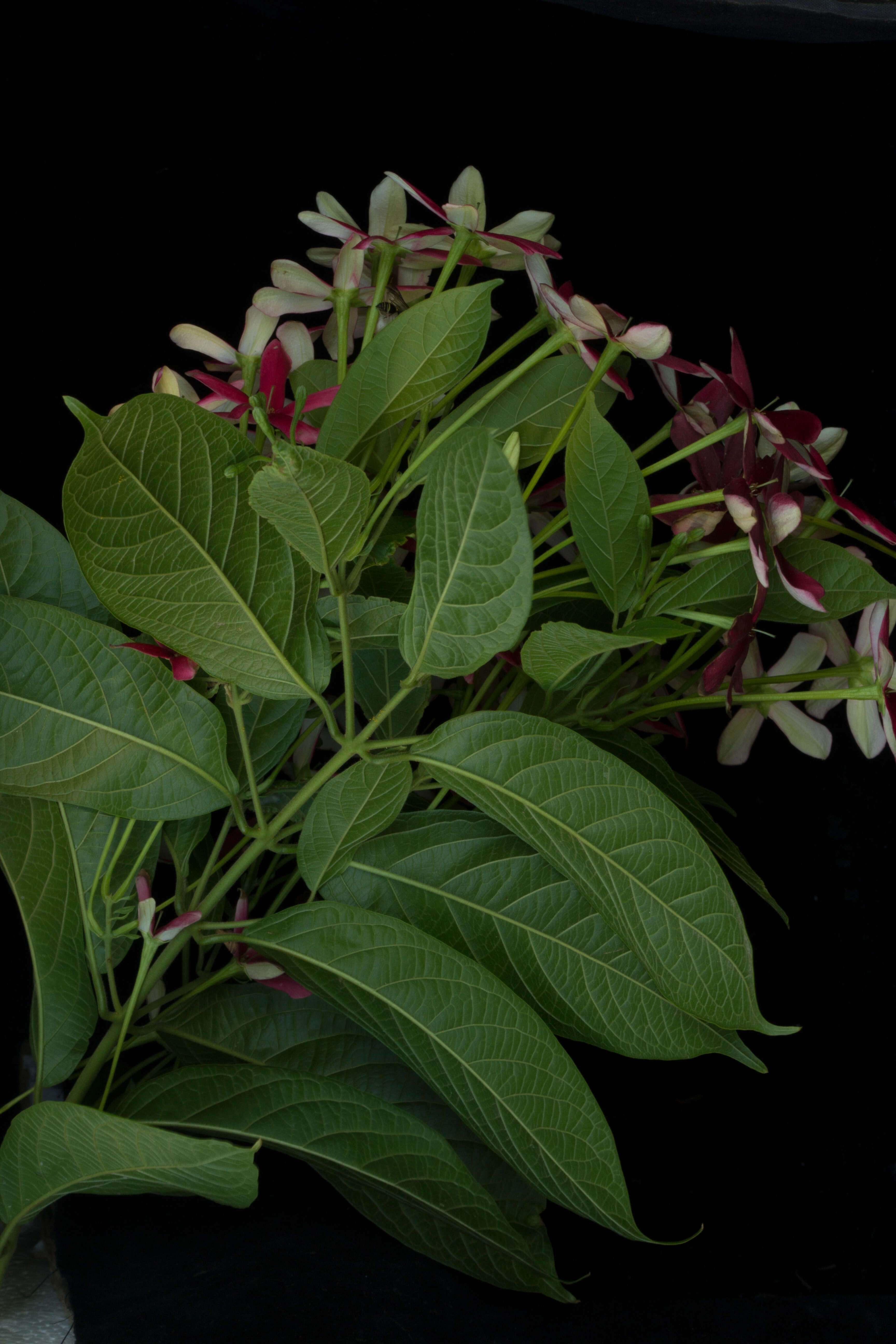 Image of Rangoon creeper