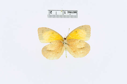 Image de Eurema nicippe Cramer 1779