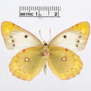 Image of Colias sagartia Lederer 1869