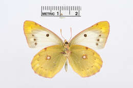 Image of Colias sagartia Lederer 1869