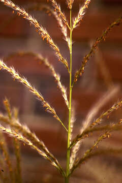 Image of Chinese silvergrass