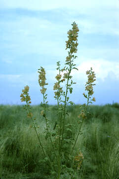 Imagem de Sphaeralcea incana Torr. ex A. Gray