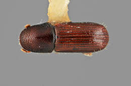 Image de Pityophthorus quercinus Wood 1967