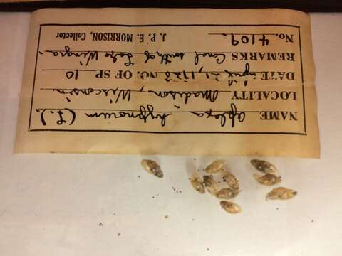 Aplexa hypnorum (Linnaeus 1758) resmi