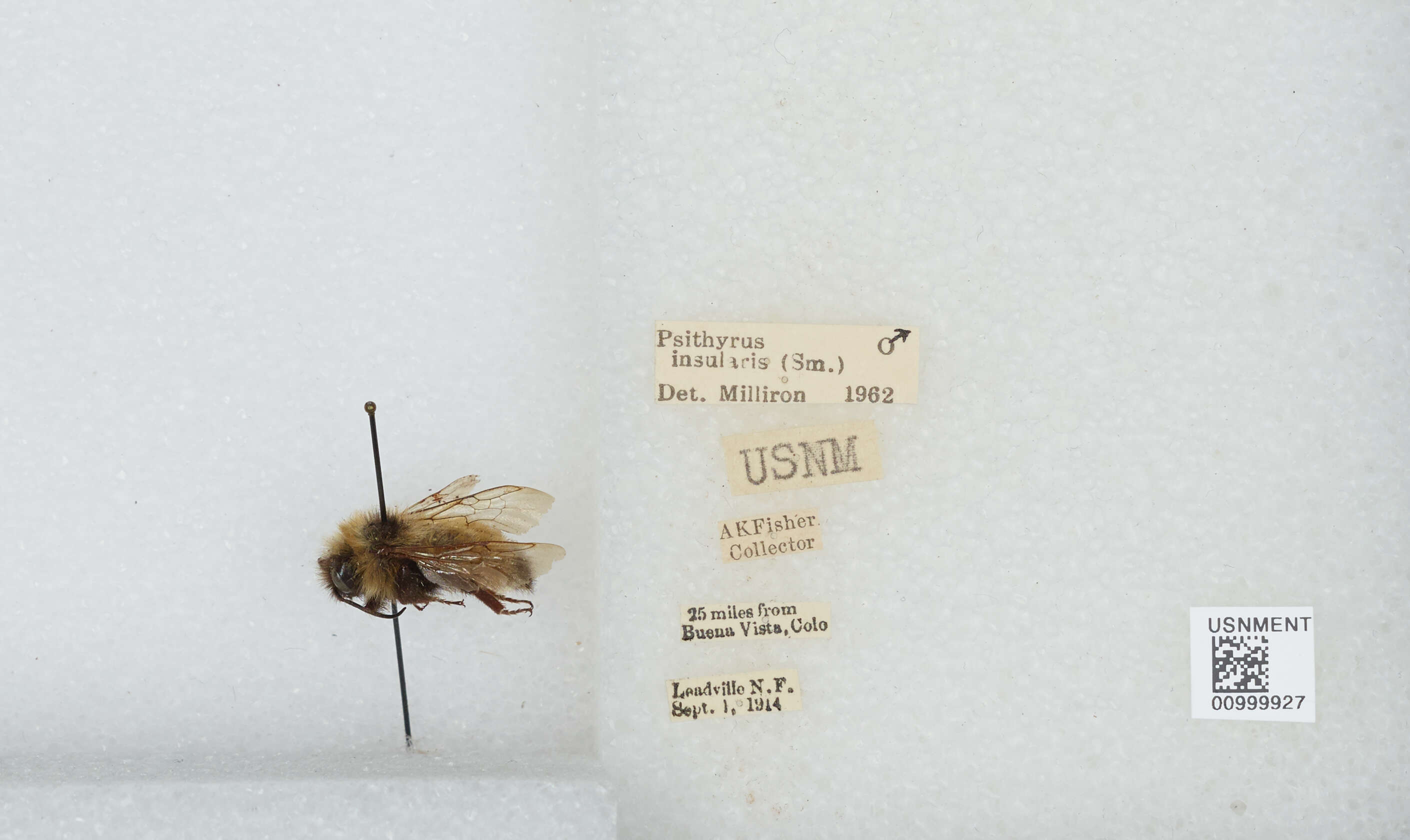 Image de Bombus insularis (Smith 1861)