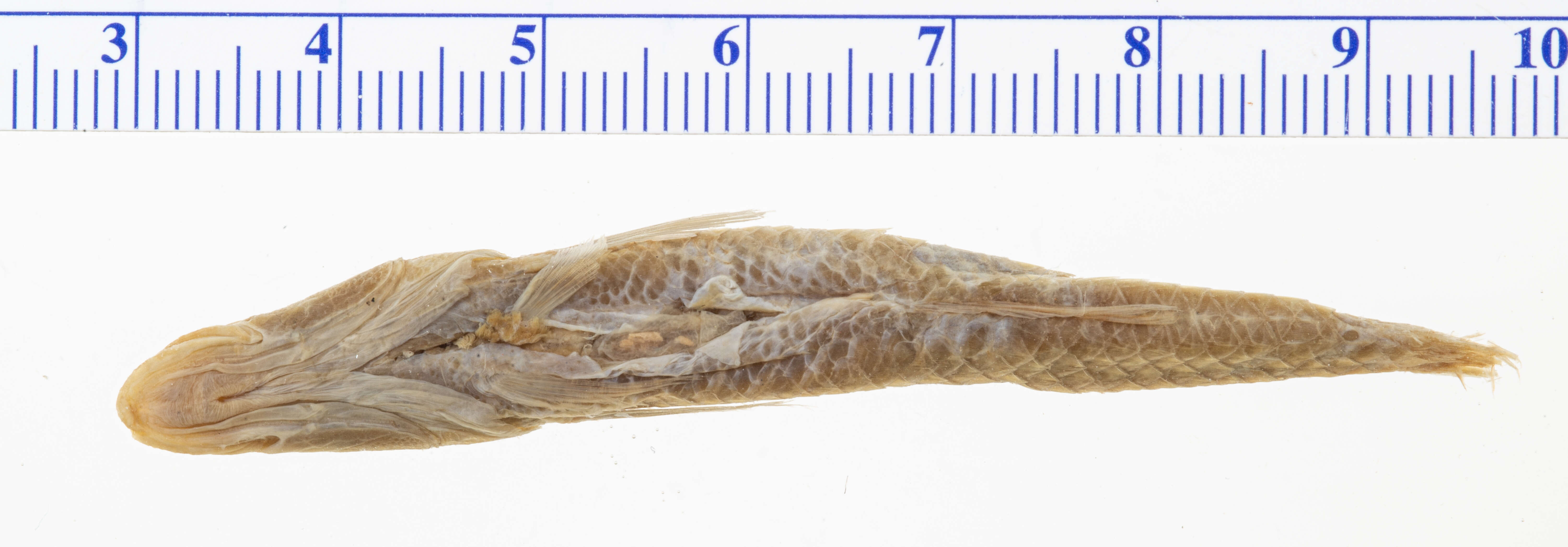 Image of Eleotridae