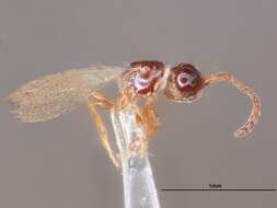 Image of Trichopria pacifica Ashmead 1893